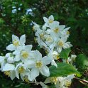 Deutzia scabra 'Macrocephala' fleur P2C